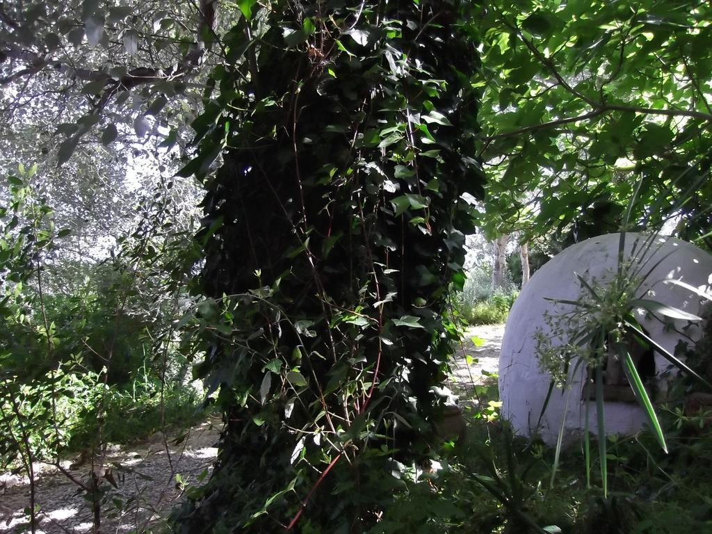 Casa Montecote Eco Resort Vejer de la Frontera Exteriör bild